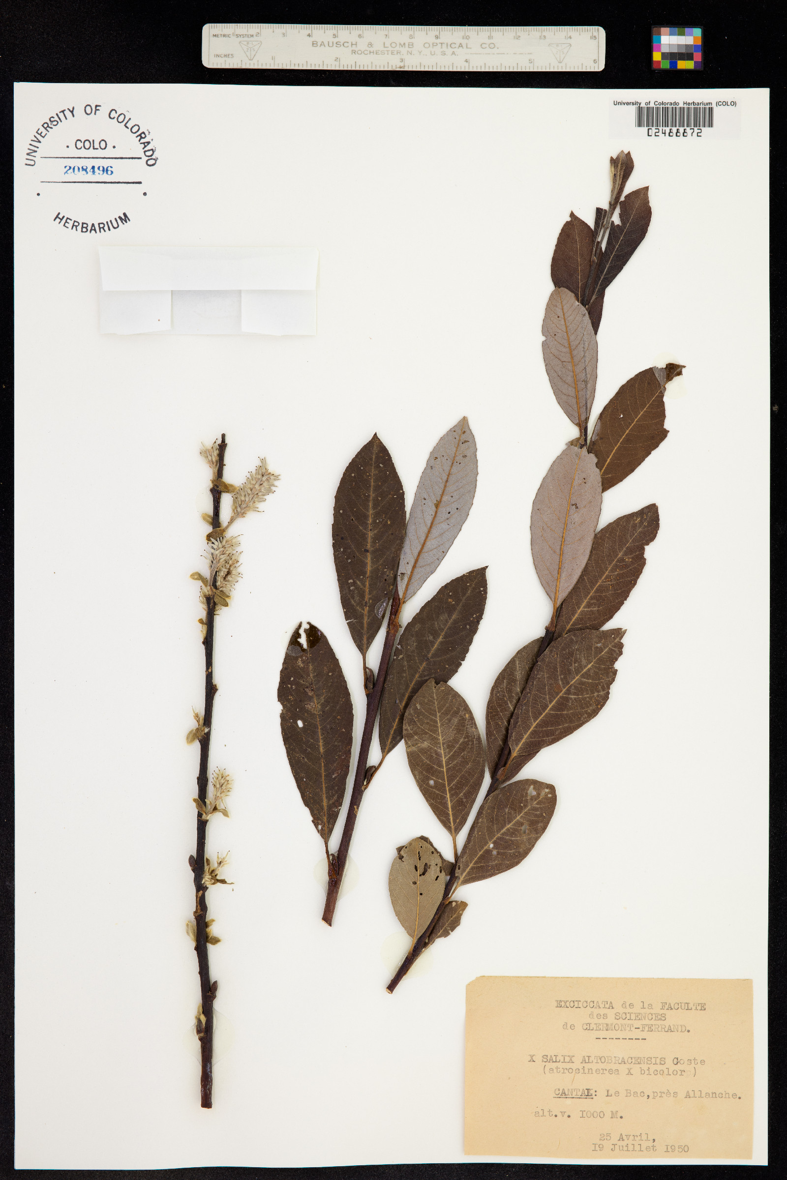 Salix altobracensis image