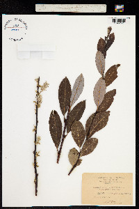 Image of Salix altobracensis