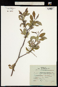 Image of Salix abscondita