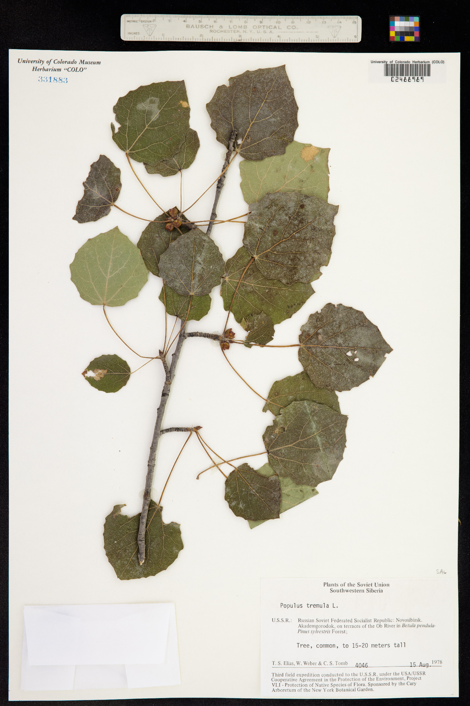 Populus tremula image