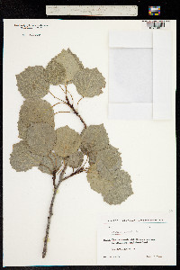 Image of Populus tremula