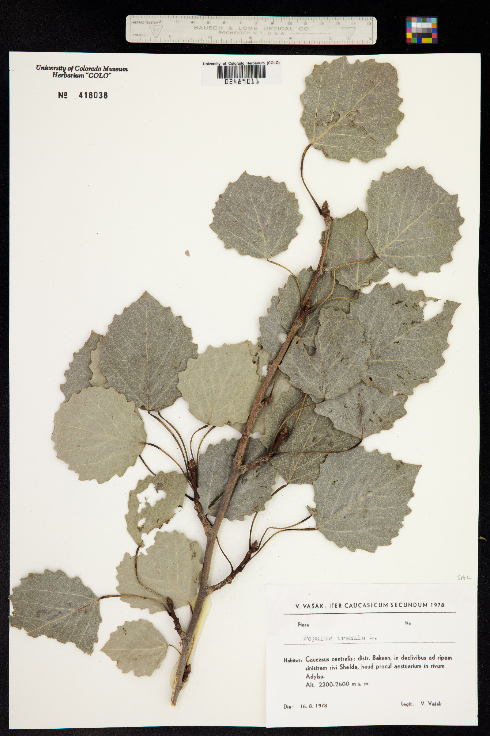 Populus tremula image