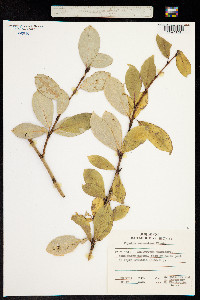 Image of Populus suaveolens