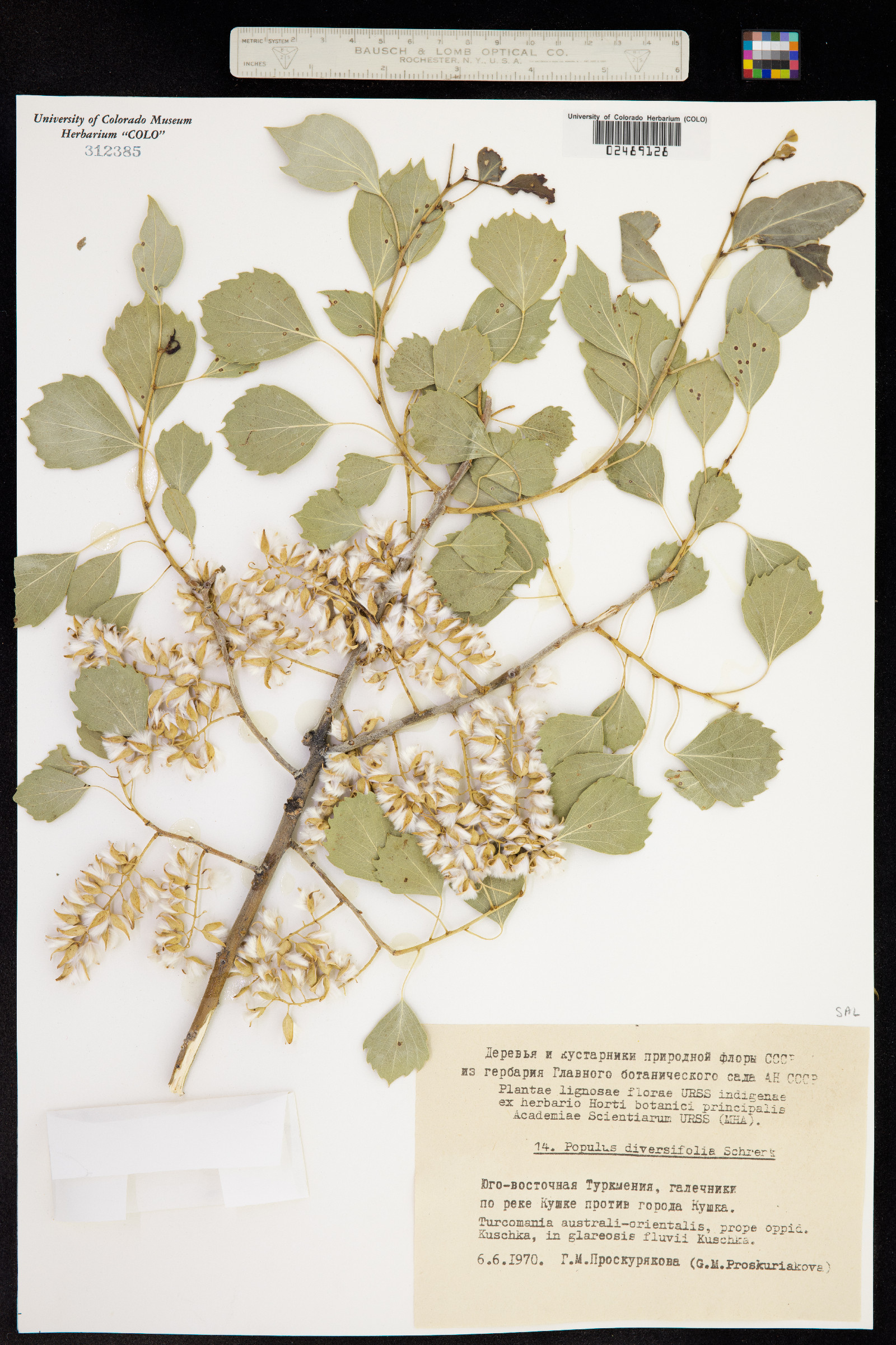 Populus euphratica image