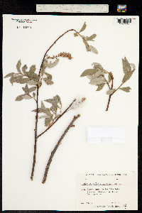 Salix alba subsp. micans image