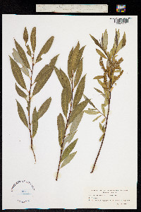 Salix alba x fragilis image