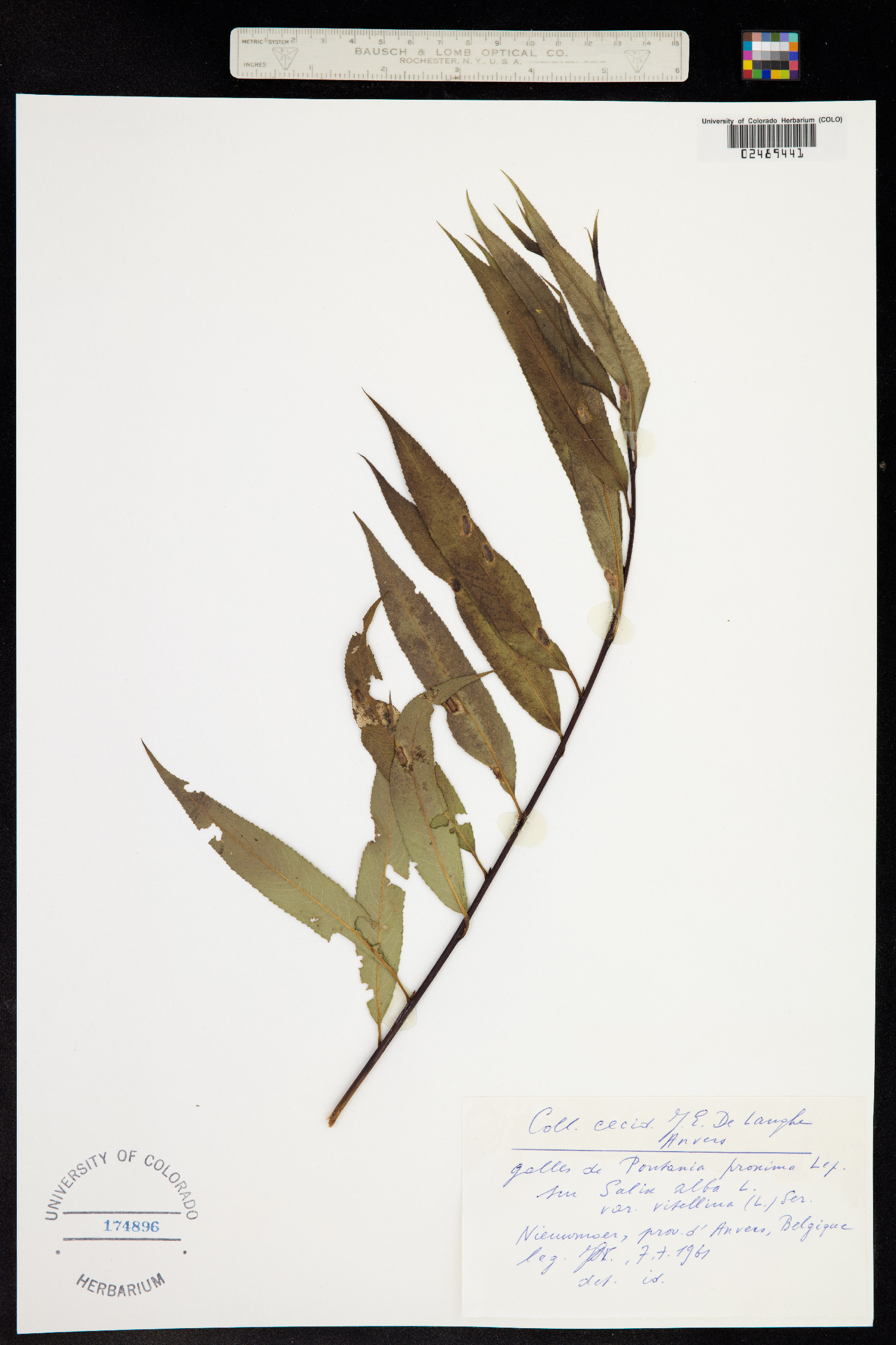 Salix alba image