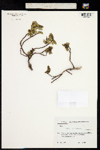 Image of Salix apoda