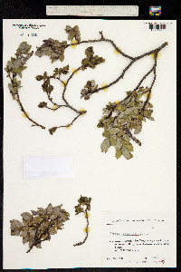 Salix apoda image