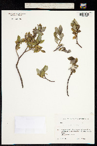 Salix apoda image