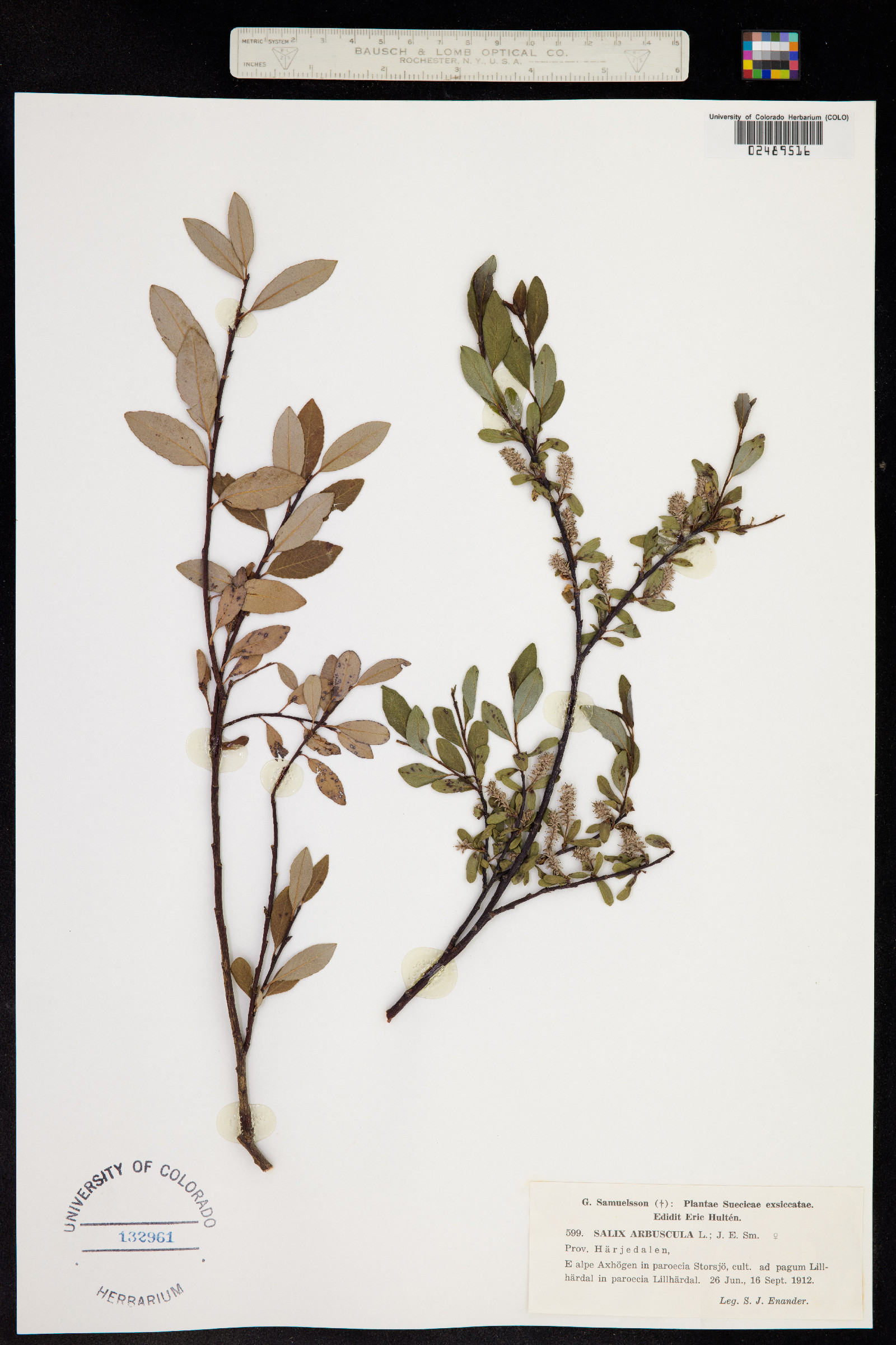 Salix arbuscula image