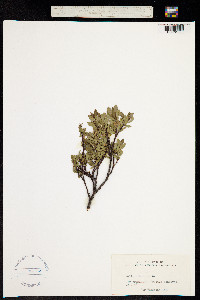 Image of Salix arbuscula