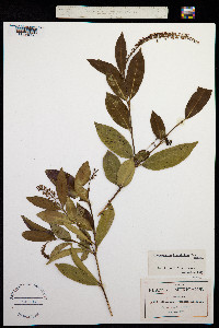 Citharexylum ligustrinum image