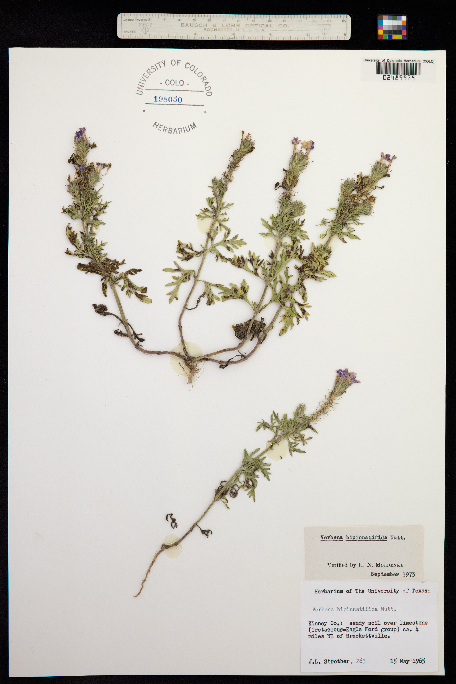 Verbenaceae image