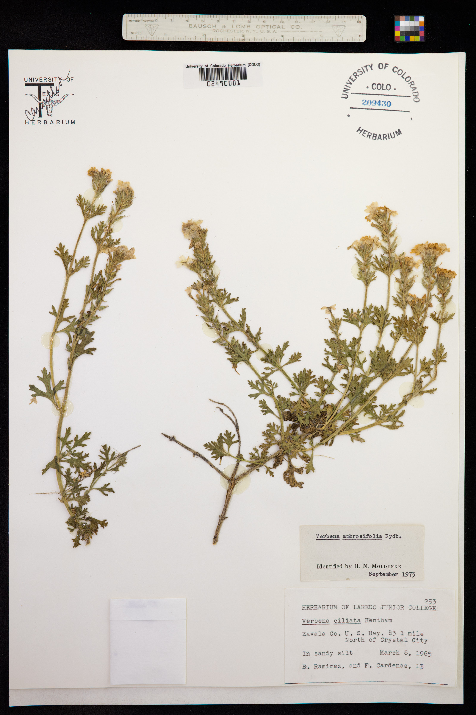 Glandularia bipinnatifida image