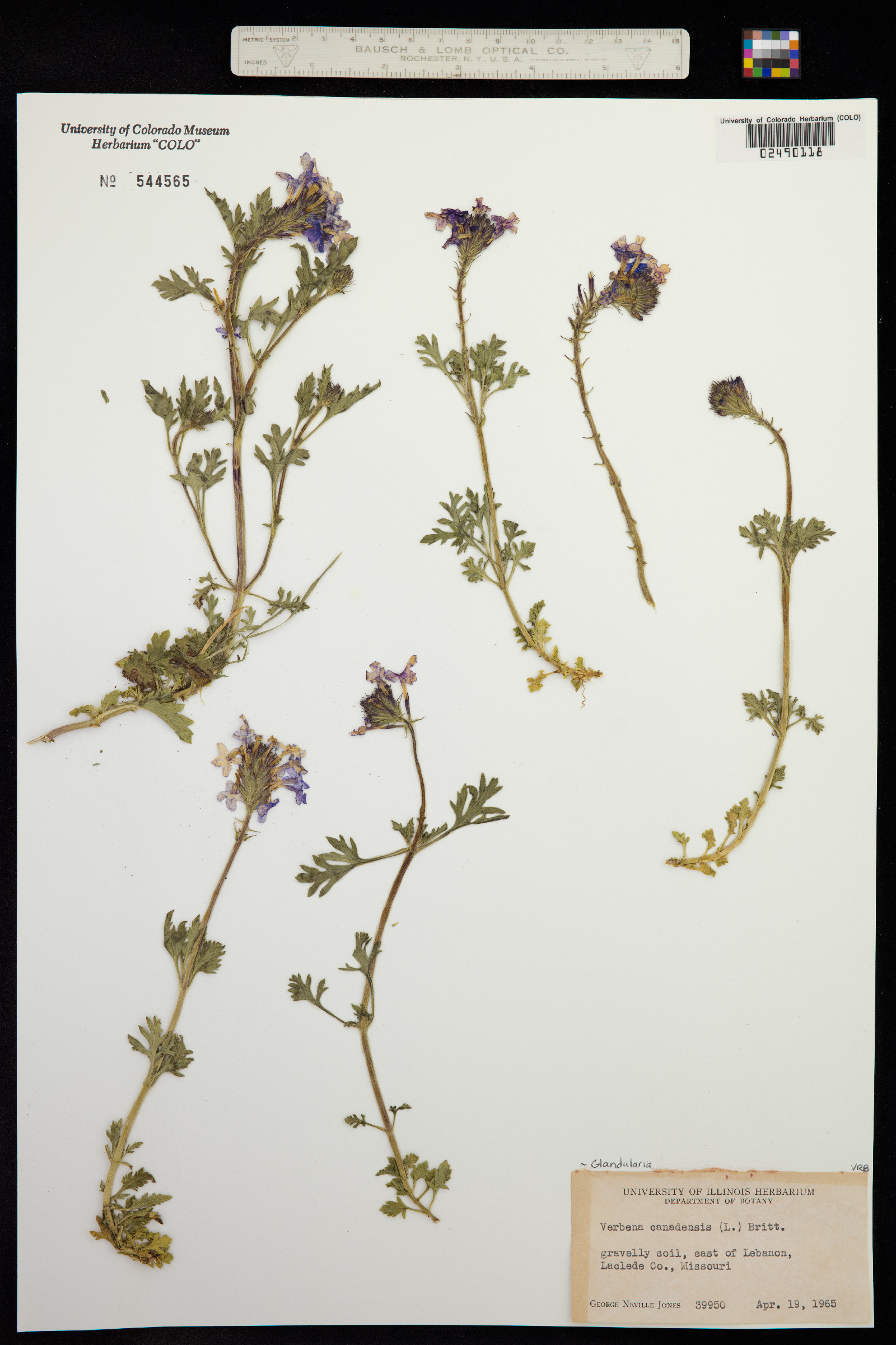 Glandularia canadensis image