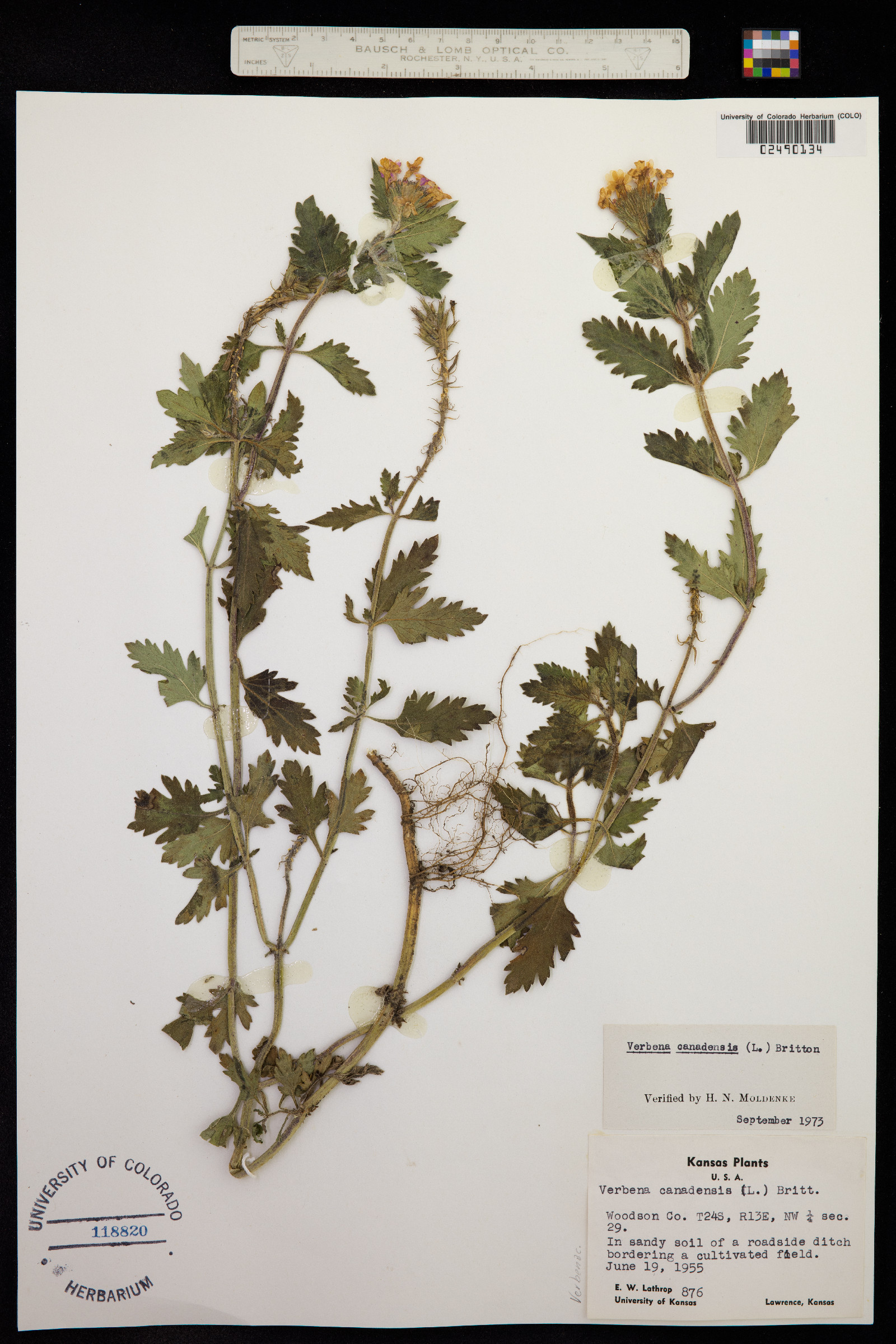Glandularia canadensis image