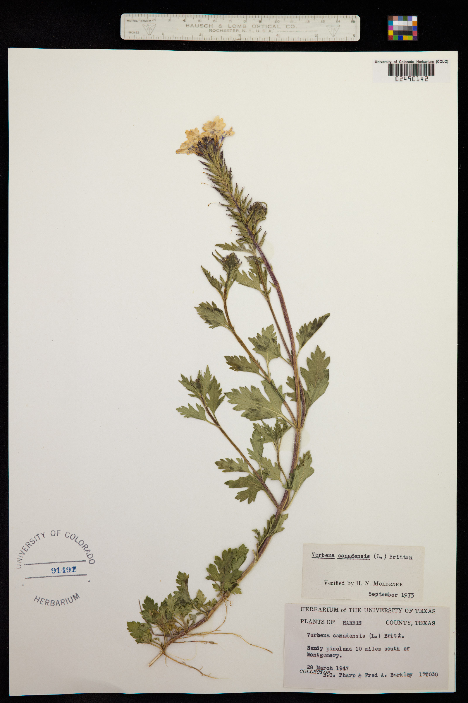 Glandularia canadensis image