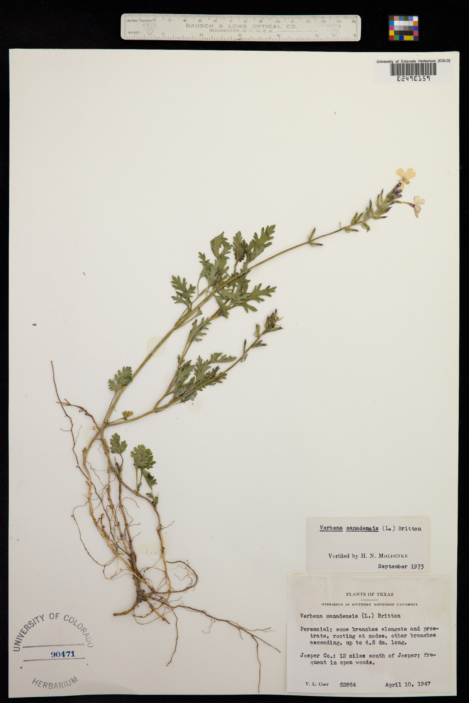 Glandularia canadensis image