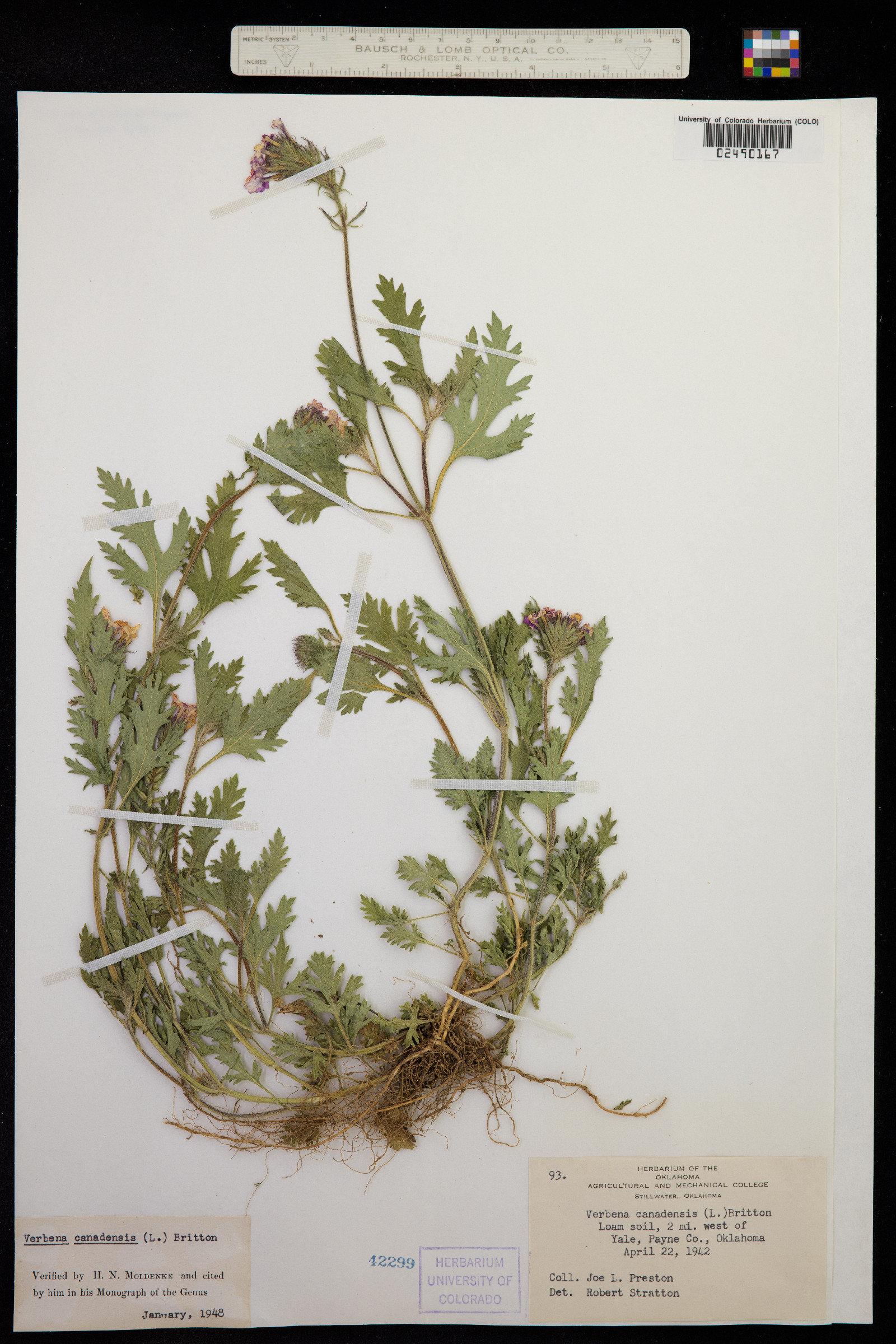 Glandularia canadensis image