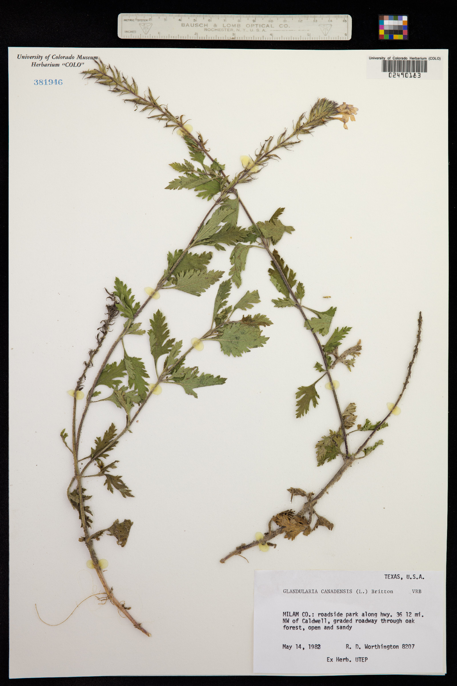 Glandularia canadensis image