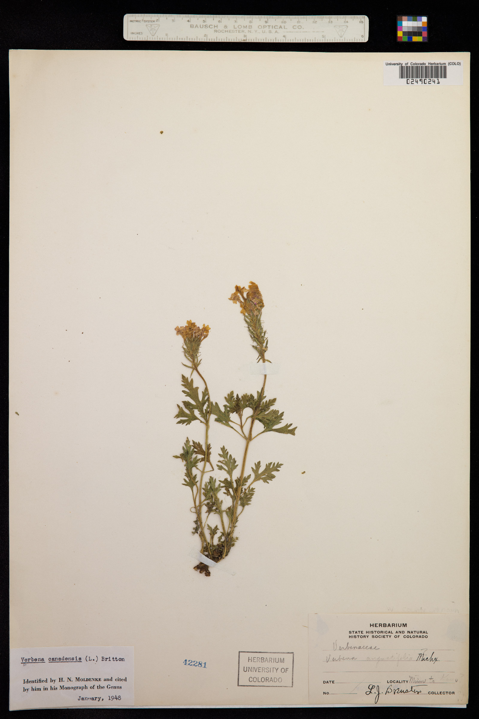 Glandularia canadensis image