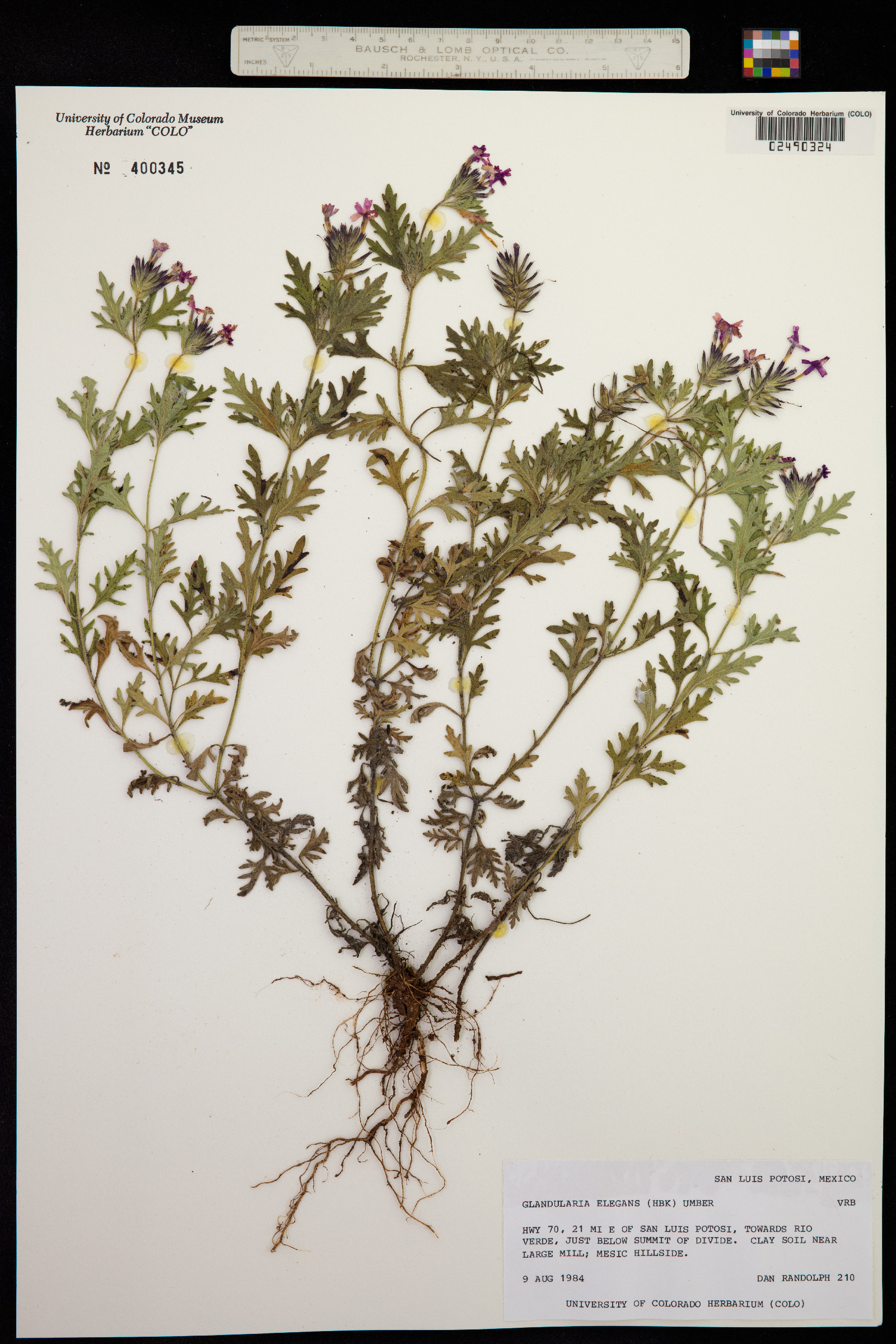 Glandularia elegans image