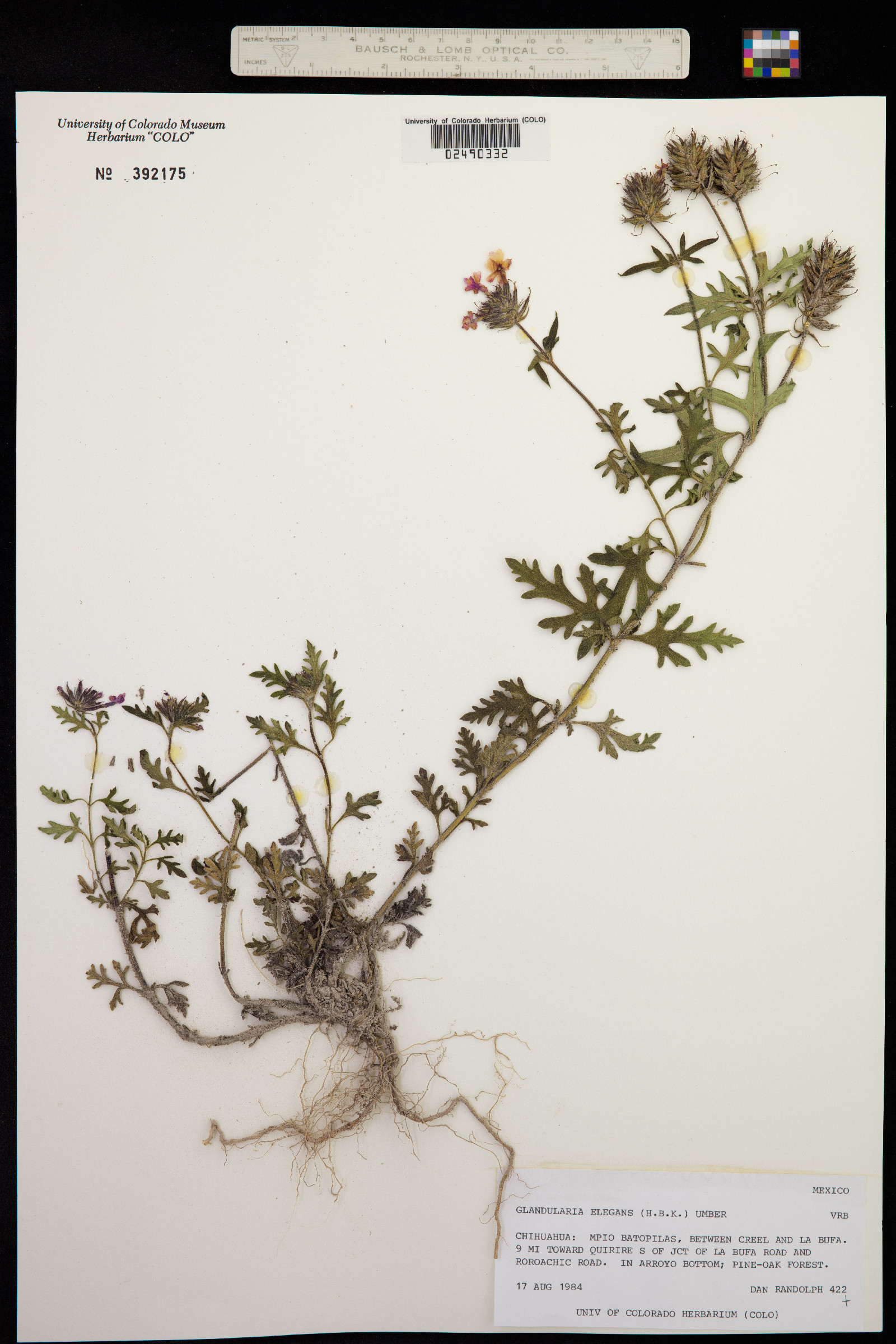 Glandularia elegans image