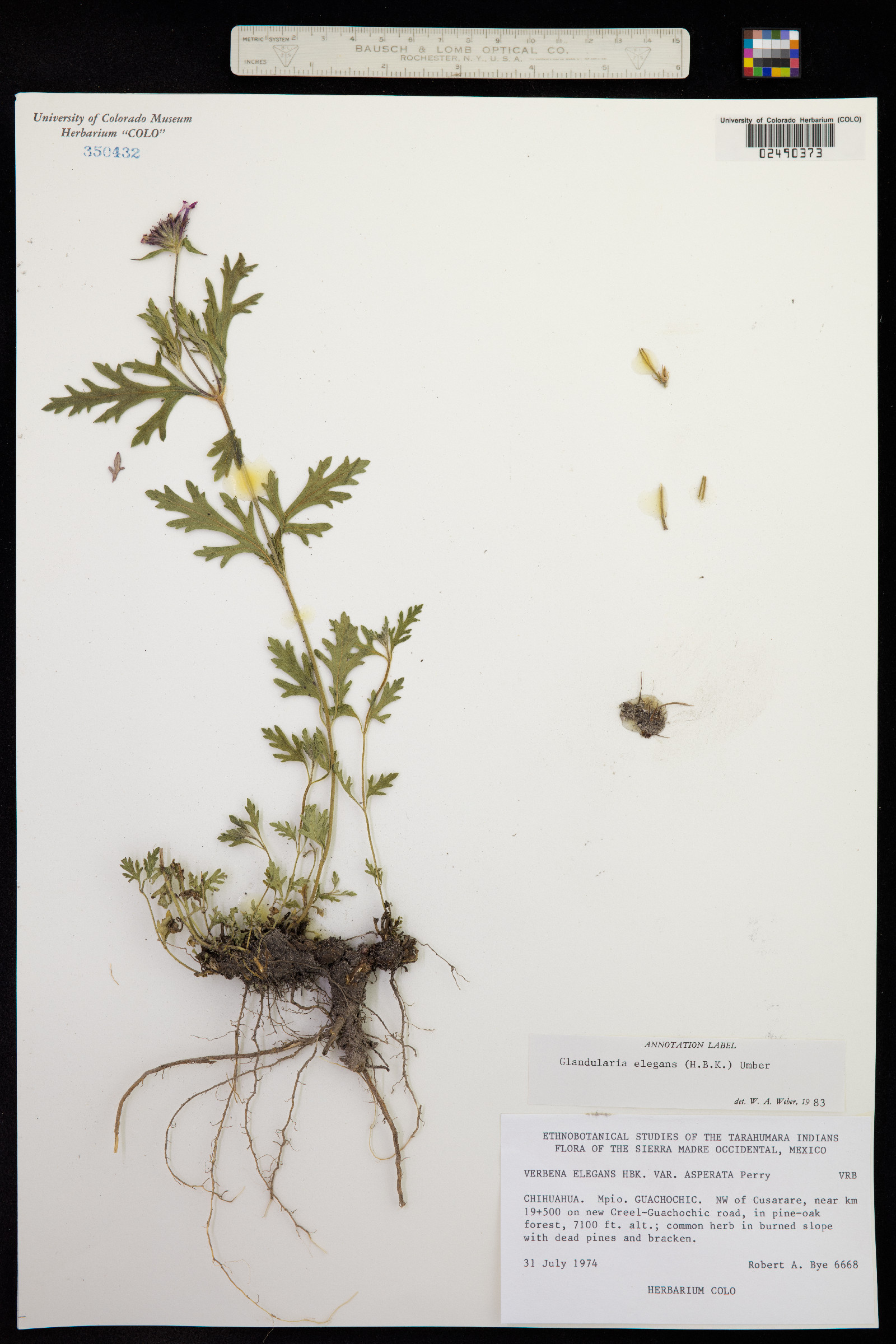 Glandularia elegans image