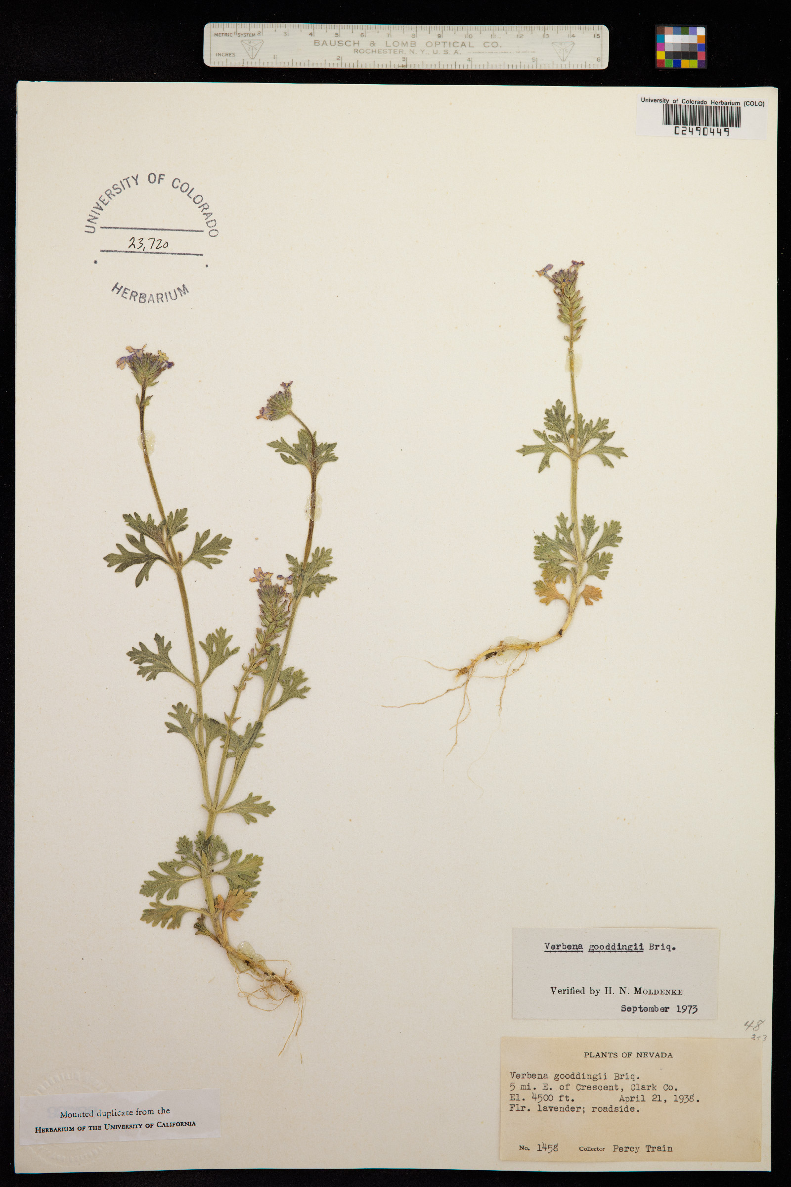 Glandularia gooddingii image