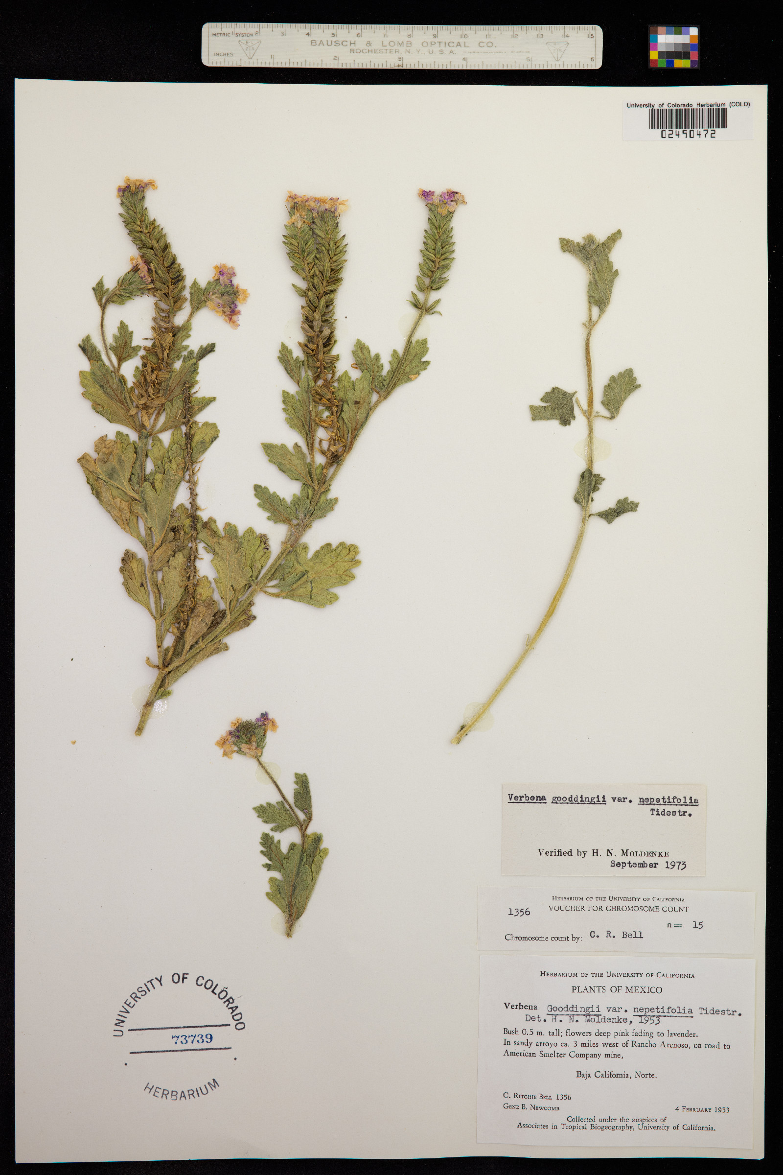 Glandularia gooddingii image