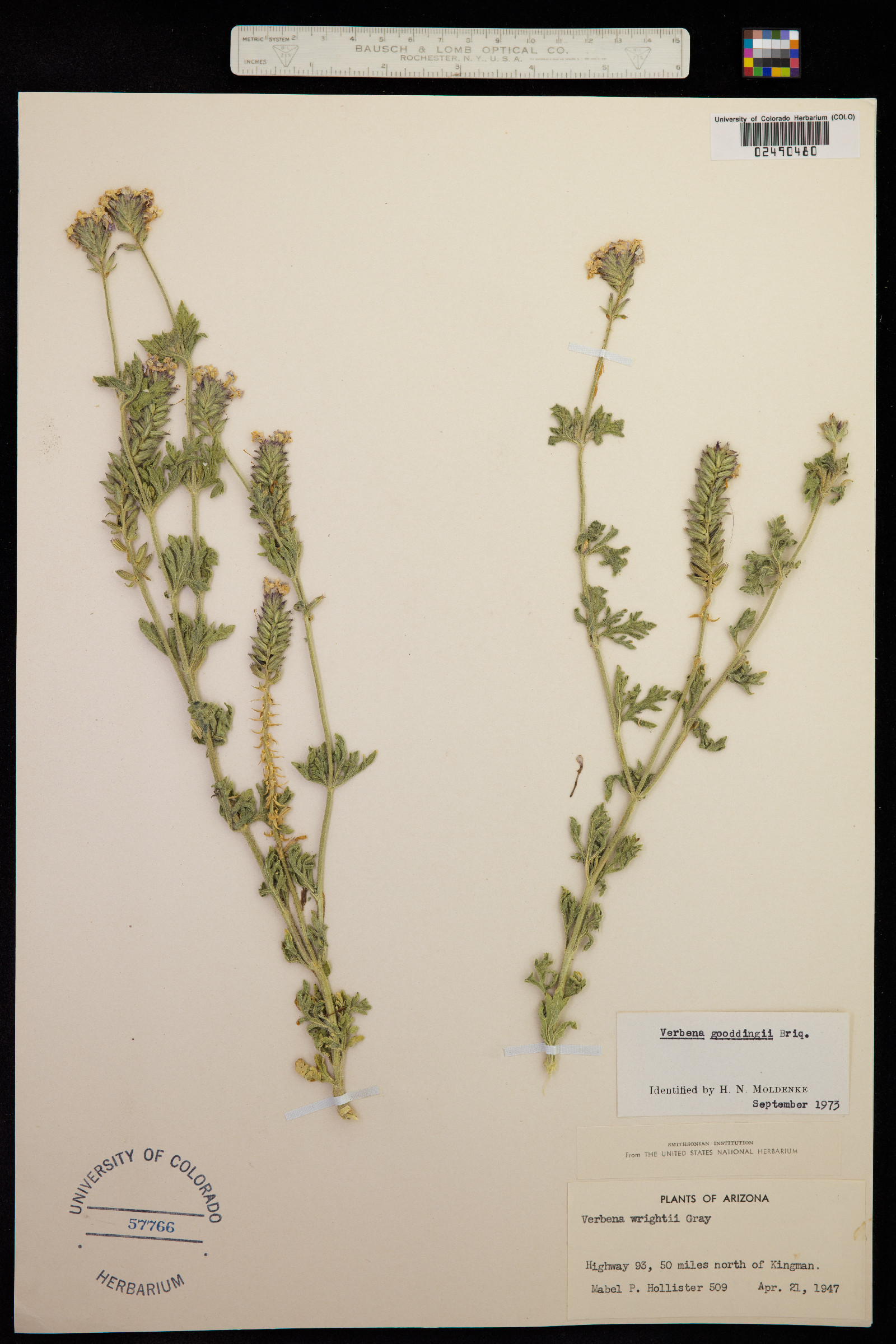 Glandularia gooddingii image
