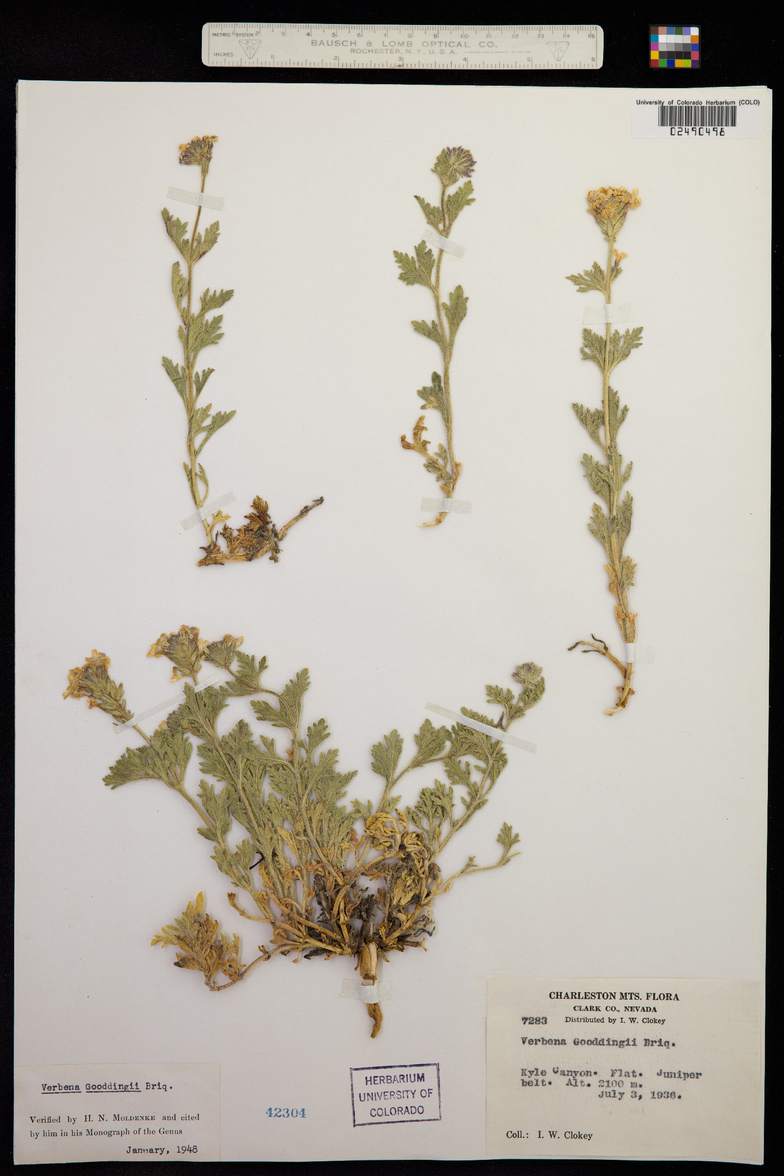 Glandularia gooddingii image