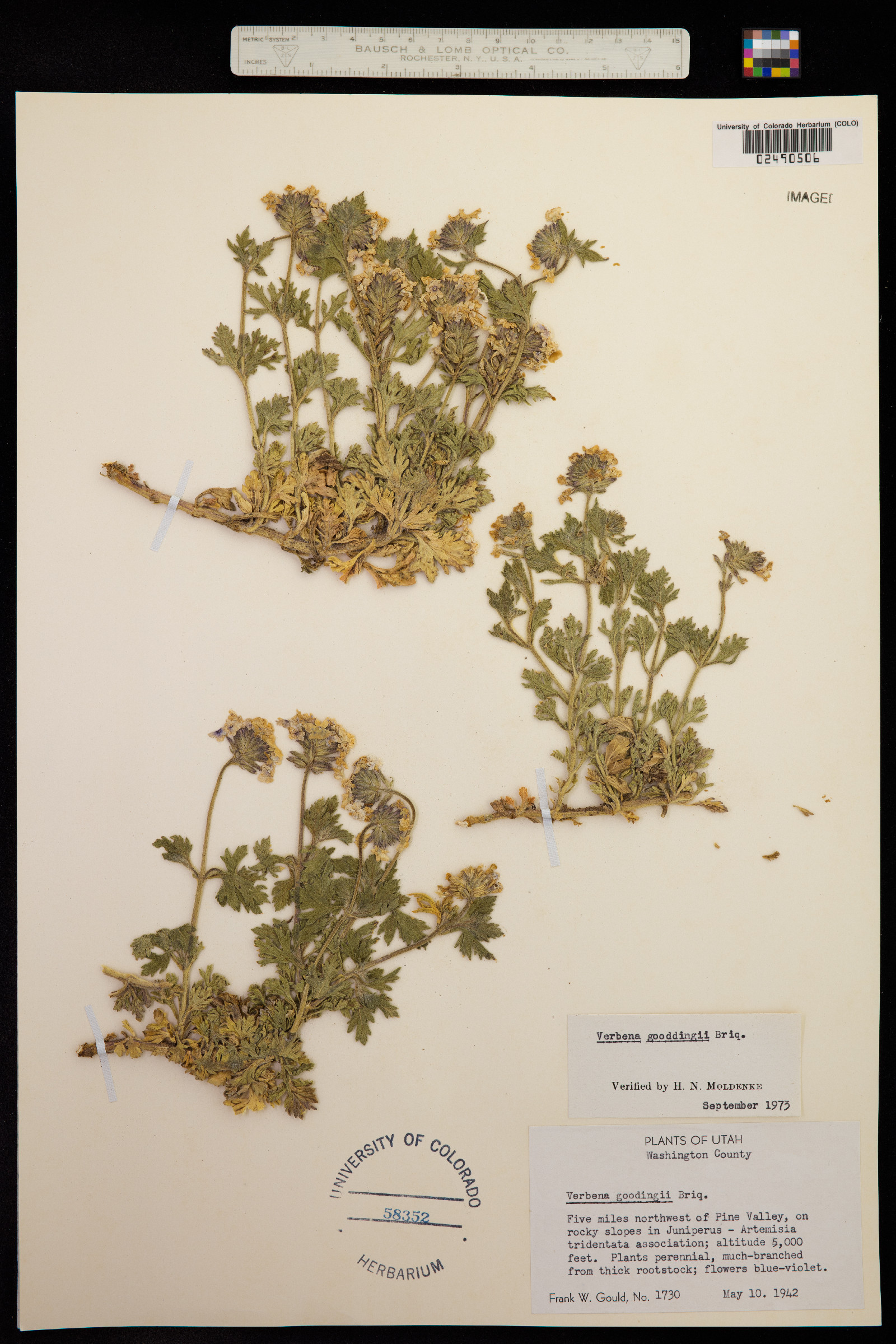 Glandularia gooddingii image