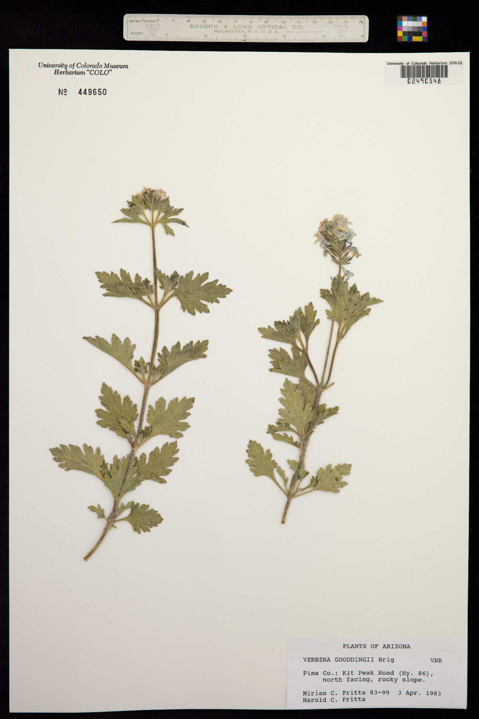 Glandularia gooddingii image