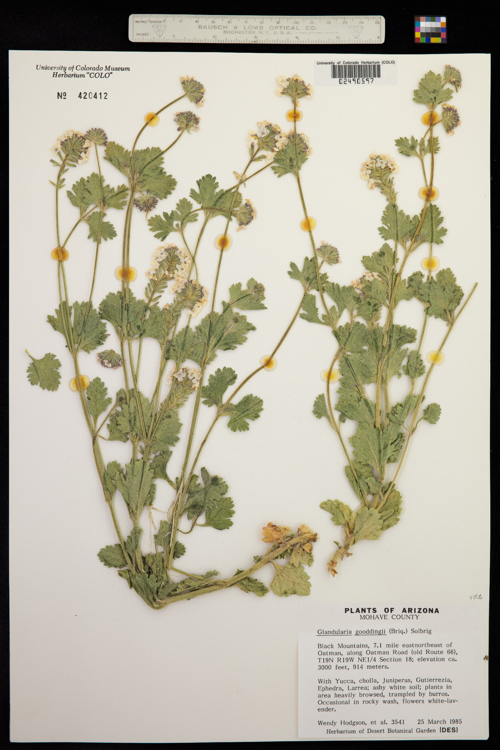 Glandularia gooddingii image