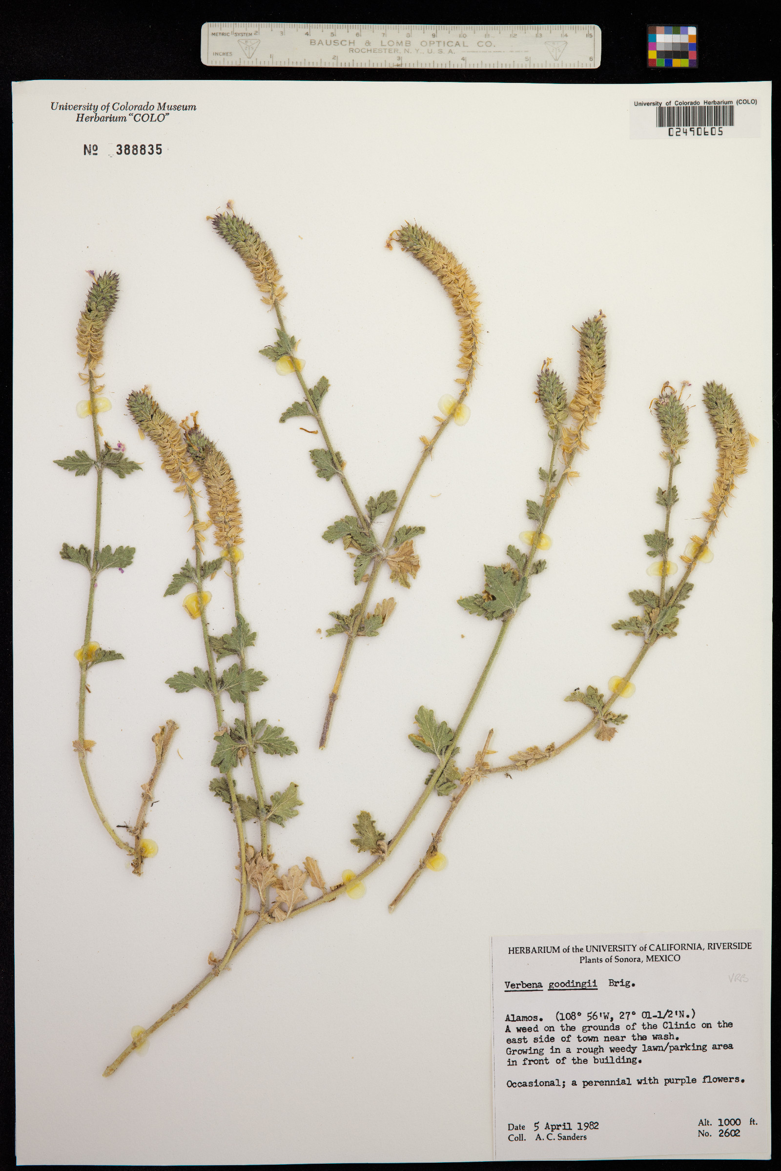 Glandularia gooddingii image