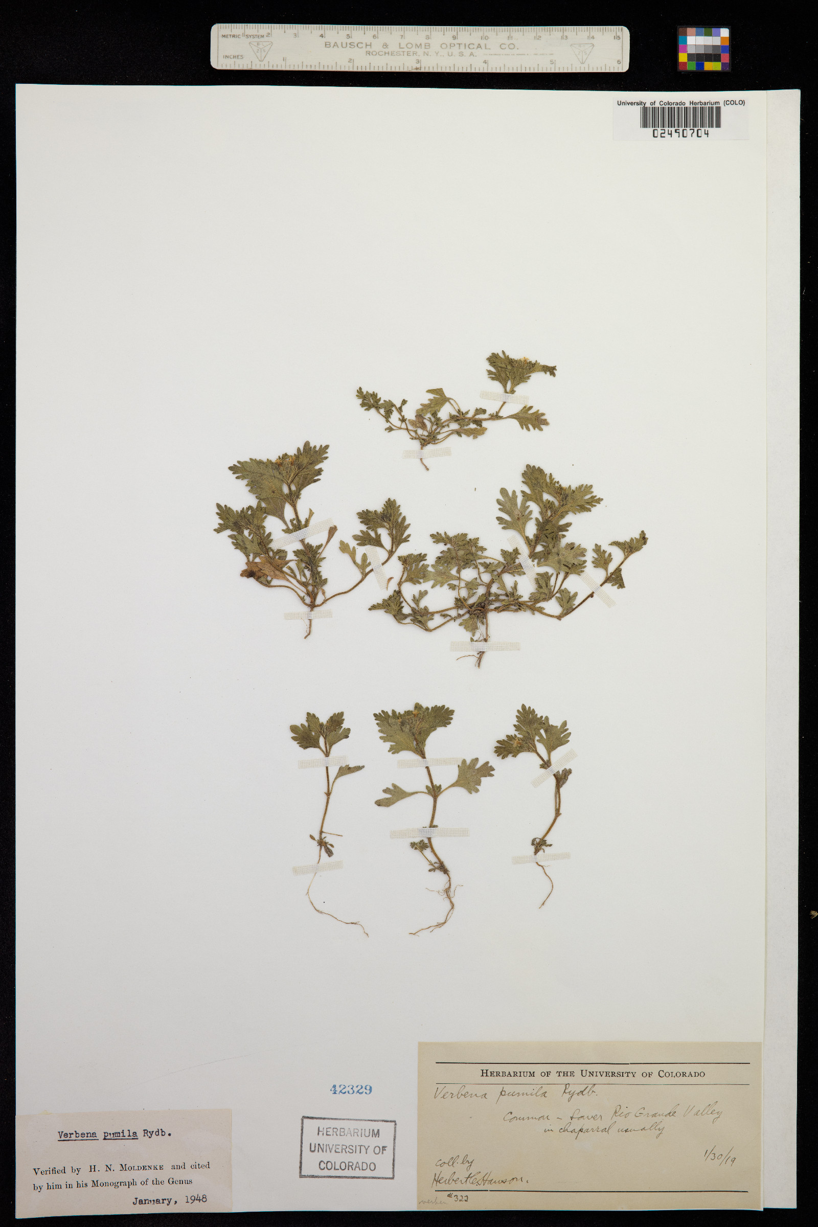 Glandularia pumila image