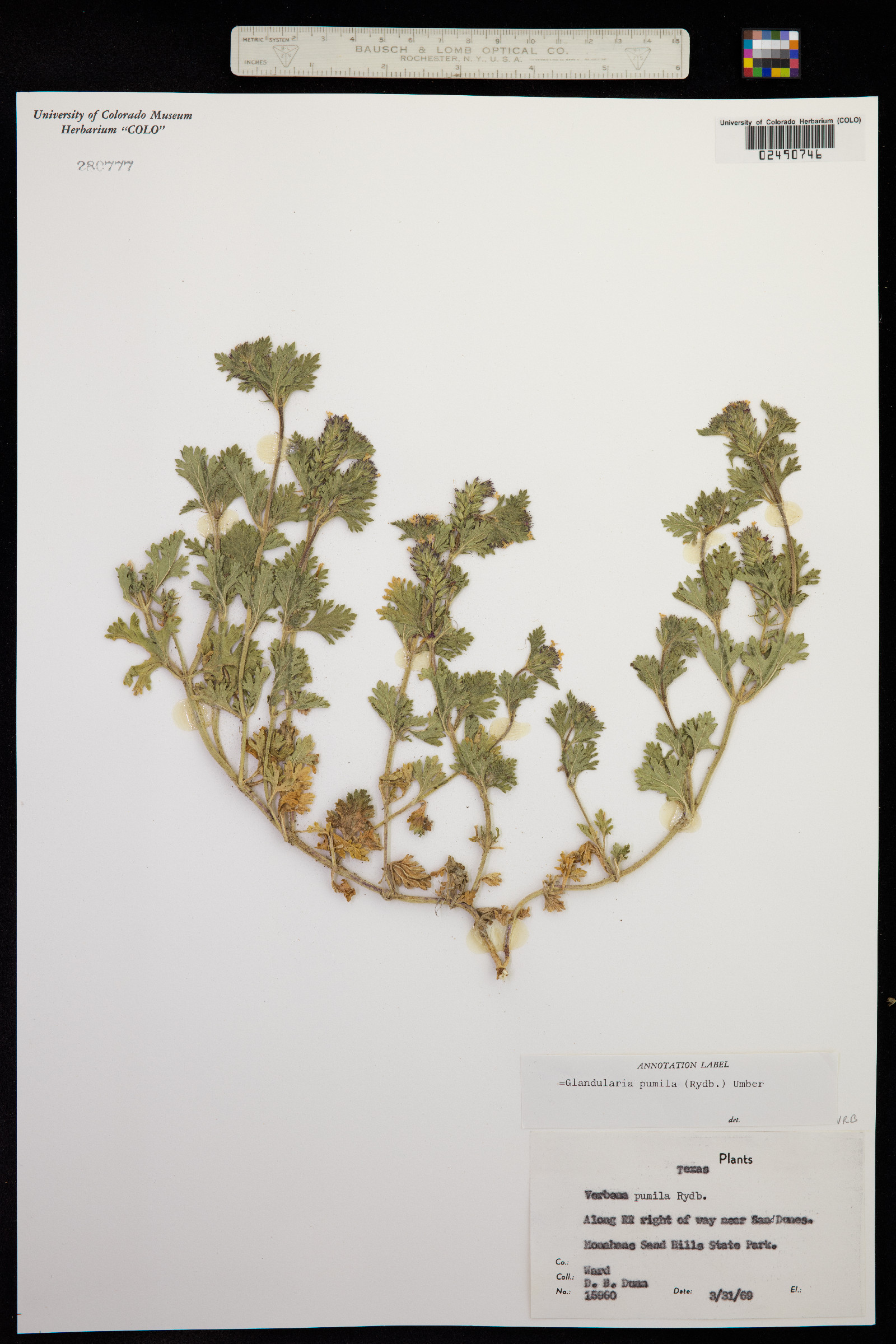 Glandularia pumila image