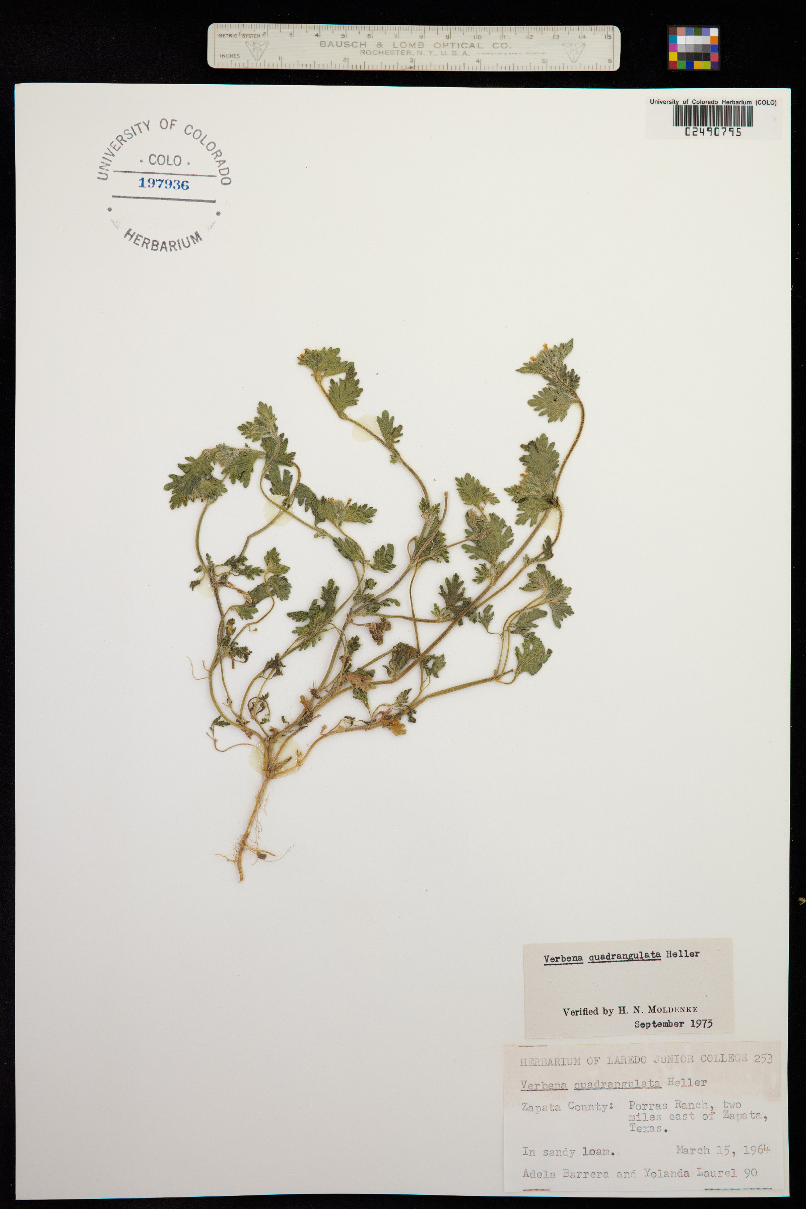 Glandularia quadrangulata image