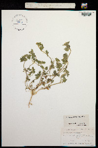 Image of Glandularia quadrangulata