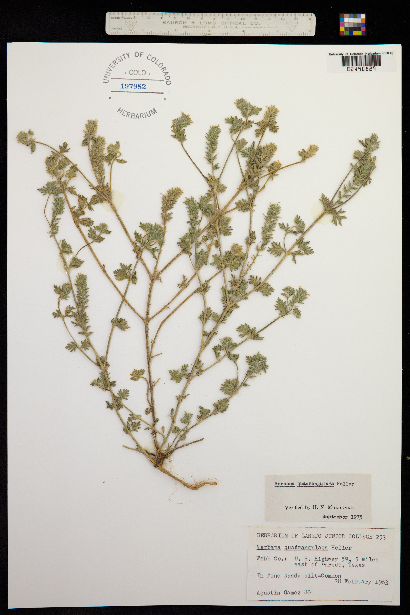 Glandularia quadrangulata image