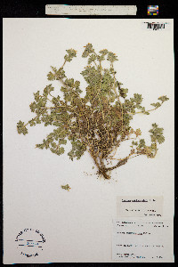 Glandularia quadrangulata image