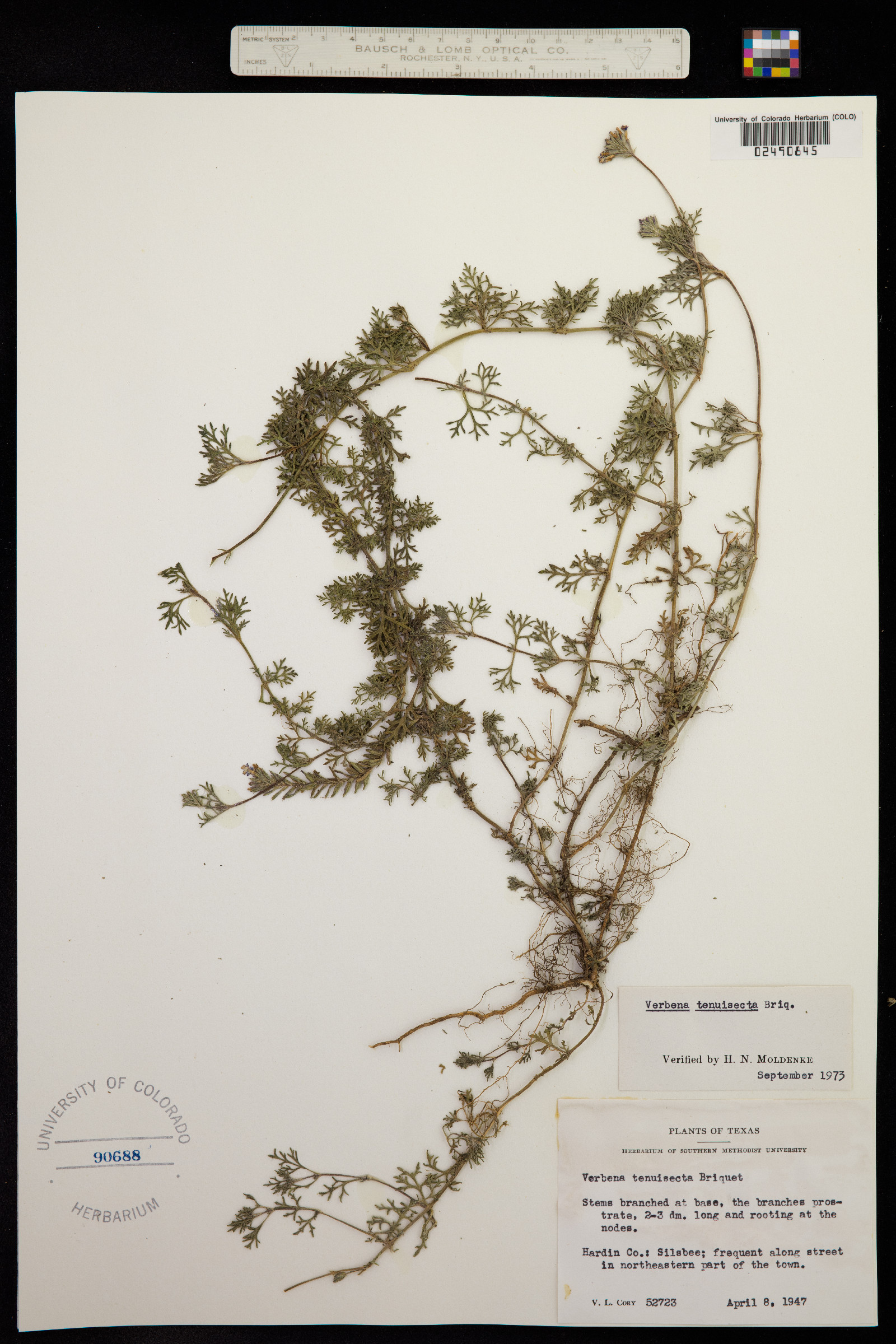 Glandularia pulchella image