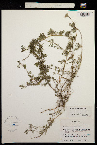 Glandularia pulchella image