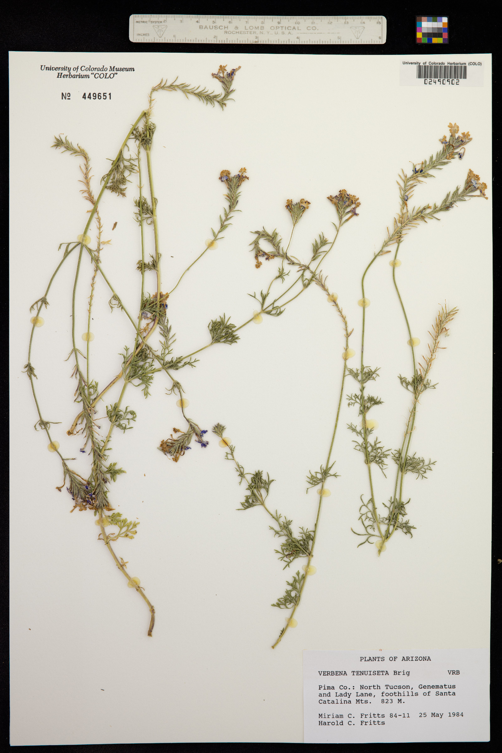 Glandularia pulchella image