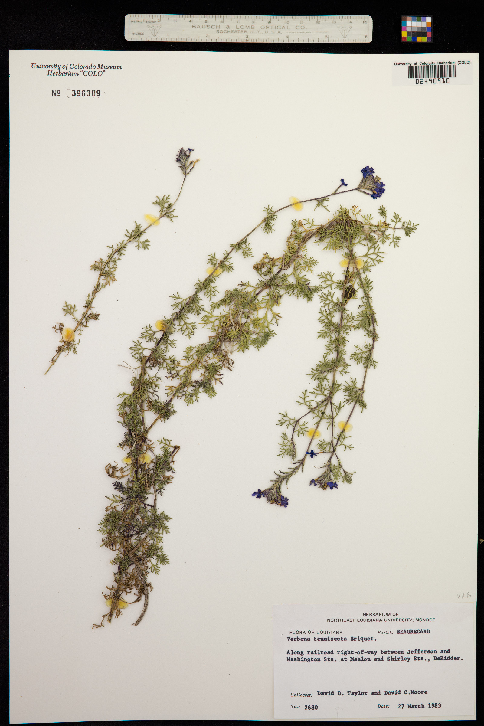 Glandularia pulchella image