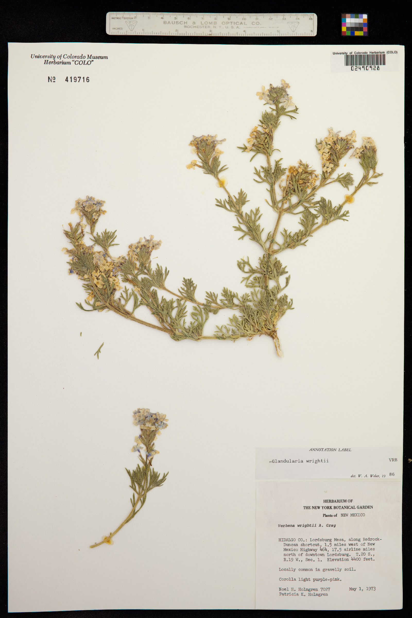 Glandularia bipinnatifida image