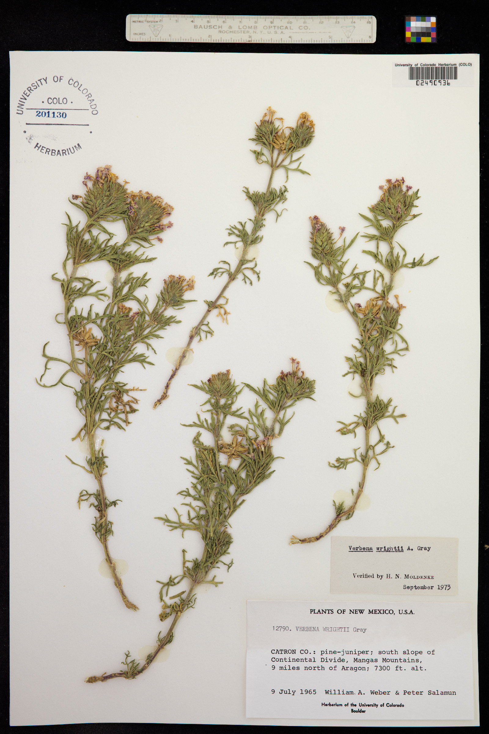Glandularia bipinnatifida var. ciliata image