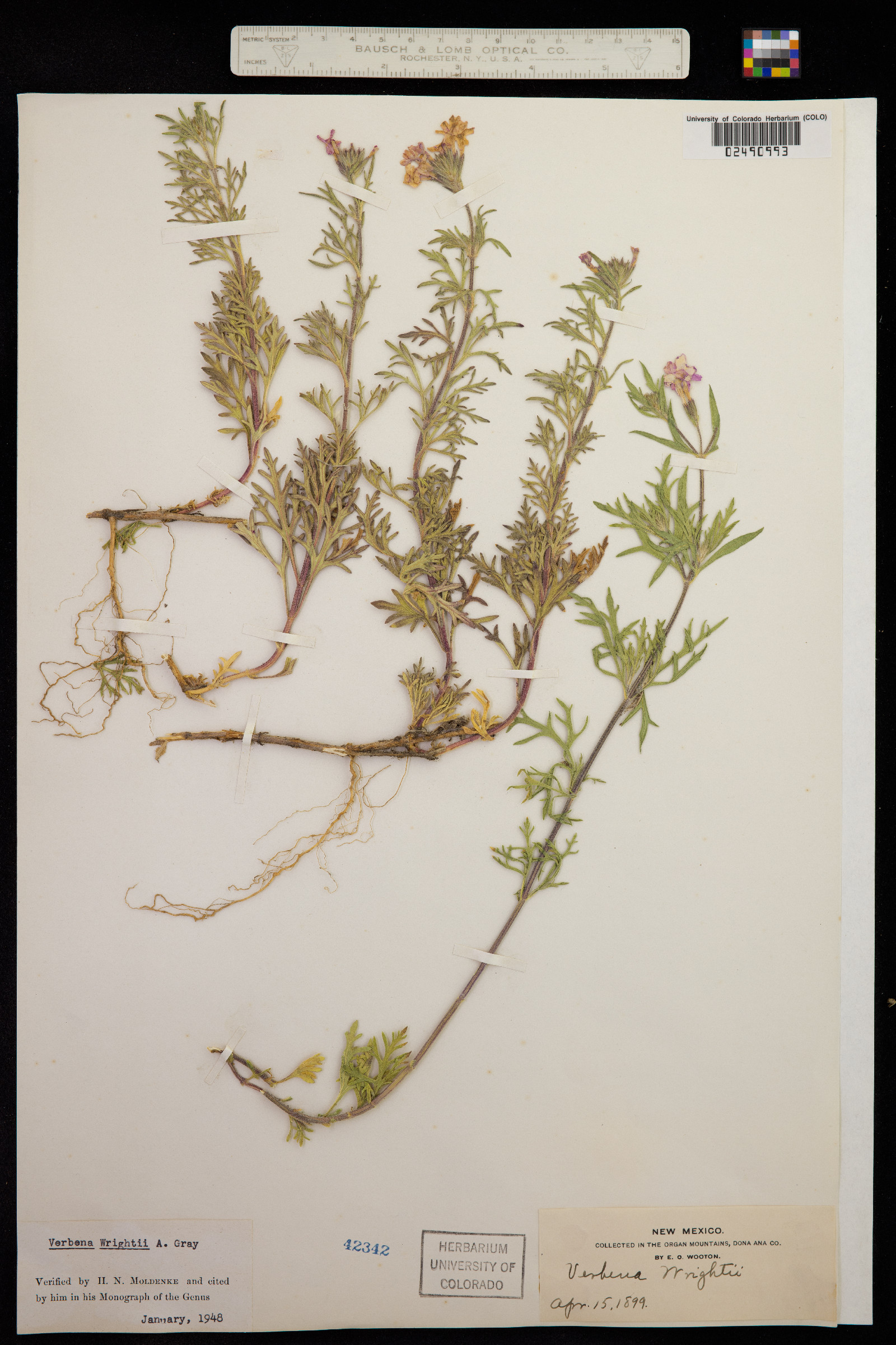 Glandularia bipinnatifida image